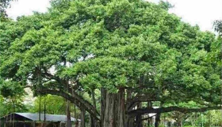 Haryana: You can apply till this day, if there is such an old tree in your house then you will get this much pension