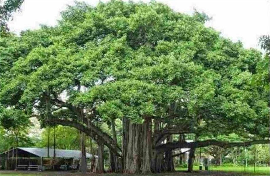 Haryana: You can apply till this day, if there is such an old tree in your house then you will get this much pension