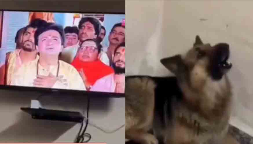 The dog's video went viral on social media, you should also see it, Dogesh Bhai is a devotee of Hanuman ji!