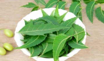 It will remove all the toxins formed in the body, purify the blood and bring glow to the skin, just chew these 3 leaves on an empty stomach in the morning