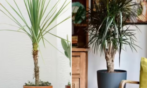 Expert told the benefits of growing it at home, the picture will change beautifully, have you seen the 3500 year old ghost-repelling plant?