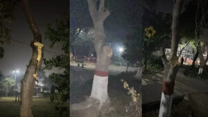 In Faridabad, instead of pruning the branches, municipal workers cut down the trees.