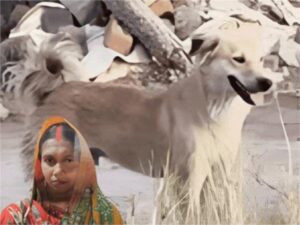 ‘Sheru and Rocky’ Discover Woman’s Body—She Fed Them Rotis Daily; Street Dogs Outpace Faridabad Police