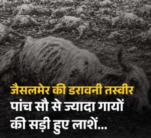 A Horrifying Scene at the Dumping Yard: The Rotting Carcasses of Over Five Hundred Cows