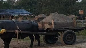 Stealing Yamuna Sand Using Bullock Carts: Police Team Apprehends Six, Seizes Seven Sand-Laden Carts