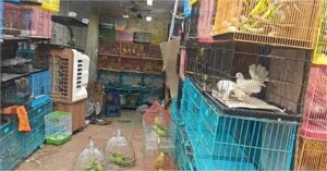 Delhi News: 863 birds and animals freed, 431 protected species seized; major raid at Jama Masjid pigeon market.