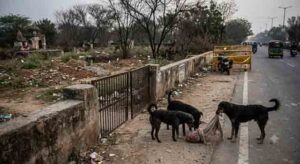 Dogs drag newborn buried at cremation ground onto the road; a shocking case of negligence in Faridabad.