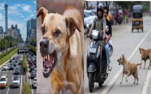 Strict rules and measures implemented to tackle the problem; India should also take a lesson—China has cracked down on stray dogs.